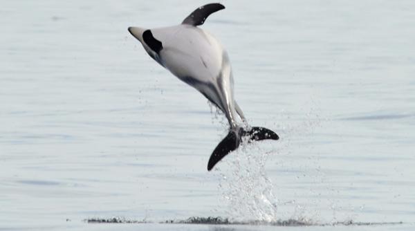 zeci de delfini blocati intre gheturile din crimeea