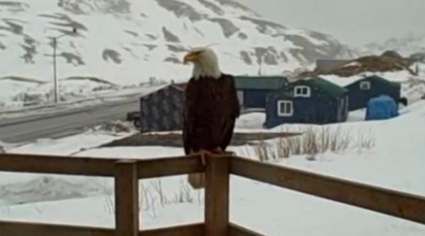 video ce se intampla cand o vulpe un vultur si doua pisici se intalnesc pe o veranda in alaska