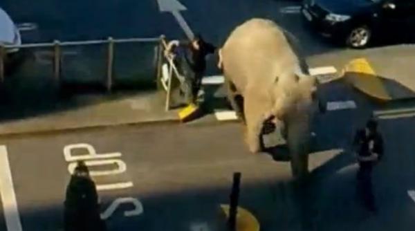 video un elefant a evadat de la circ si a ajuns in parcarea unui magazin