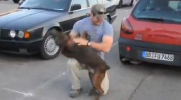 cum reactioneaza un caine cand stapanul sau se intoarce acasa vezi filmuletul care a impresionat 2 milioane de persoane in cateva zile