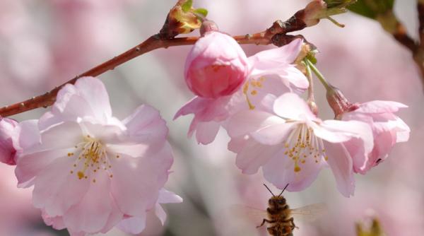 sarbatoarea floriilor aduce temperaturi de pana la 20 de grade celsius vezi cum va fi vremea de paste