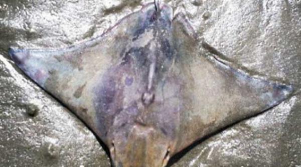 aparitie pe spatele unei pisici de mare iisus sau un homeless cu barba