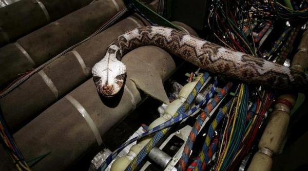 panica la inaltime pilotul unui avion s a trezit cu un sarpe pe picior in timpul zborului