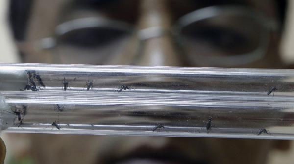 cel mai eficient medicament impotriva malariei isi pierde eficienta milioane de oameni sunt supusi unui risc mortal