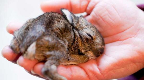 ruediger si kalina cei mai norocosi dar si cei mai gingasi iepurasi de pasti