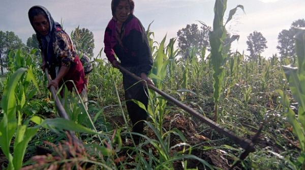 financial times agricultura romaneasca mult inferioara potentialului sau fuia se lauda cu 0 7 puncte