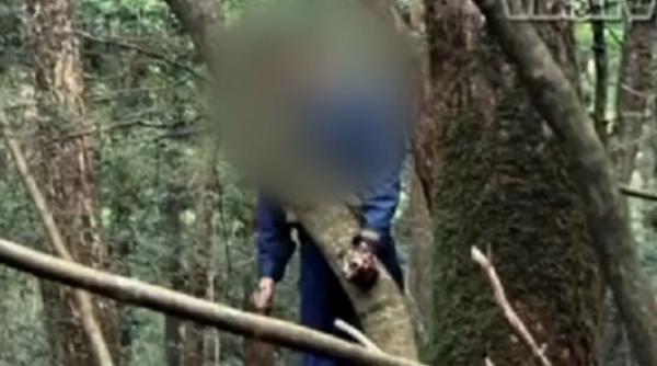 video cea mai sinistra parte a japoniei padurea spanzuratilor locul de unde autoritatile aduna peste 100 de cadavre in fiecare an