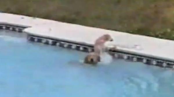 video o femela golden retriever si a salvat puiul de la inec