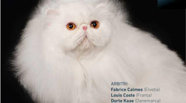campioana mondiala a pisicilor vine la bucuresti pentru expozitia internationala felina de primavara