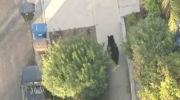 concentrat sa scrie un sms a dat peste un urs video