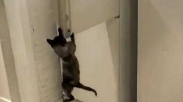 video o pisica isi ia singura mancarea din frigider