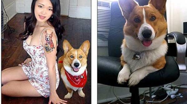 corbin cel mai tare corgi adora sa fie aspirat video