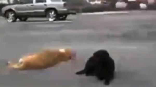 video emotionant un caine a stat alaturi de prietenul sau lovit de o masina in mijlocul strazii