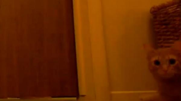 video o pisica isi trezeste stapanii in fiecare dimineata la ora cinci printr o modalitate inedita