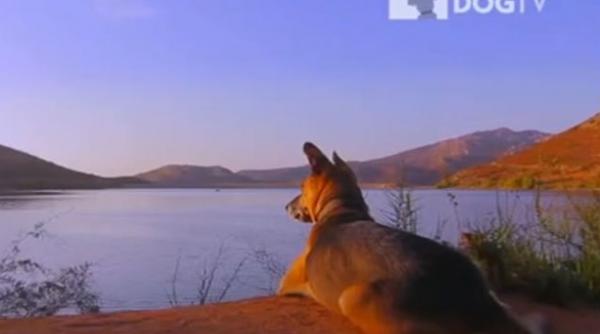 video s a lansat dogtv un post de televiziune pentru caini programele sunt realizate din perspectiva unui caine