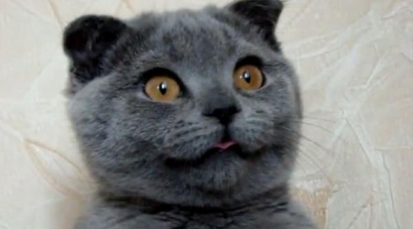ksenia cea mai adorabila pisica din lume vezi filmuletul care a impresionat peste un milion de persoane