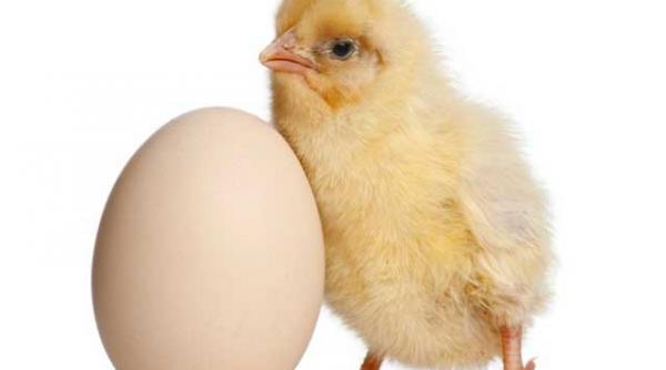 lovitura de presa exista gaina care naste pui vii