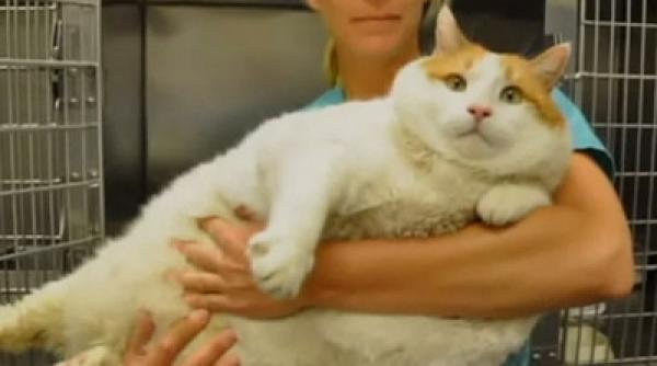 ai adopta o pisica de 18 kilograme povestea lui miau felina care trebuie sa tina dieta video