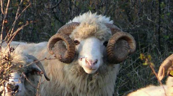 miorite normale ciobani si jurnalisti nebuni