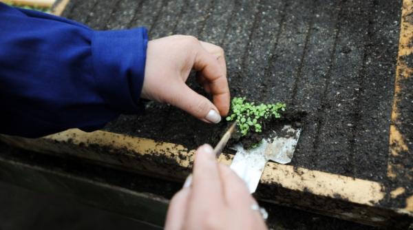 puterile tamaduitoare ale plantelor care sunt cele mai bune remedii pentru anemie diabet toxiinfectii alimentare sau pierderi de memorie