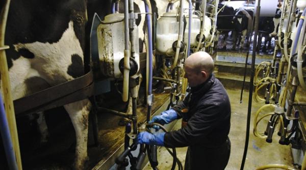 fuia o cantitate mare din laptele din magazine este produsa din lapte praf