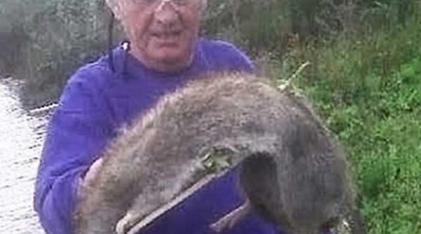 un sobolan imens ucis de un pensionar britanic video