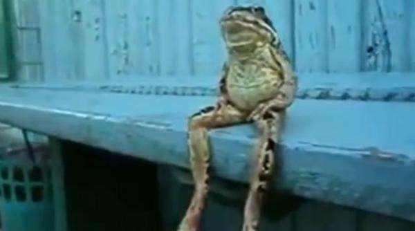 video o broasca a fost surprinsa in timp ce se relaxa pe o banca