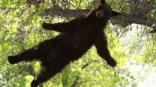 fotografie trucata nu dar atunci cum de zboara acest urs