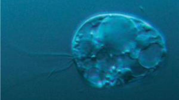 parintele cel mai indepartat al omenirii descoperit pe fundul unui lac norvegian