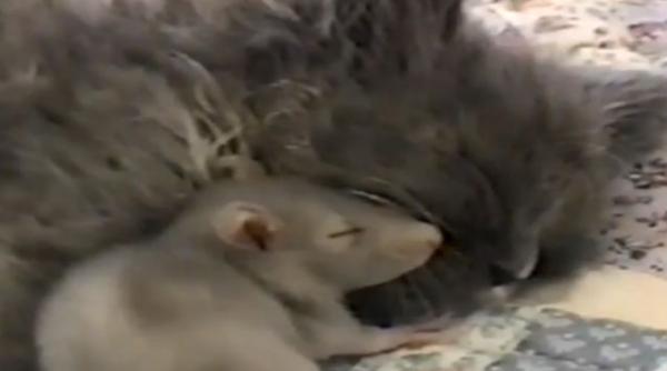 video un soricel doarme langa o pisica