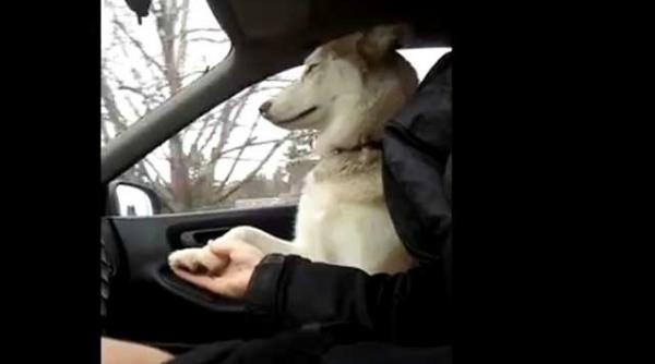 jezebel un husky are nevoie de afectiune video