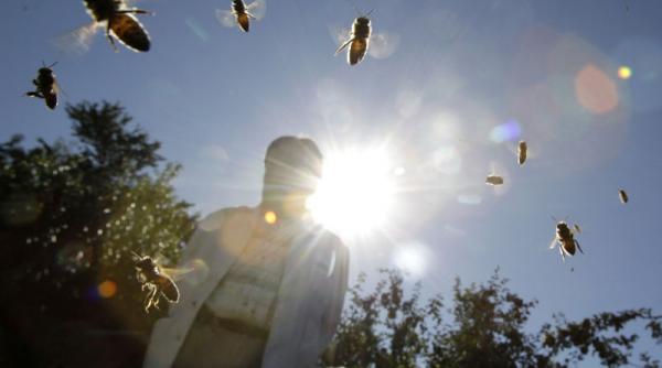 un mars al iubitorilor de natura a fost intrerupt de un atac al albinelor care au trimis 18 oameni in spital