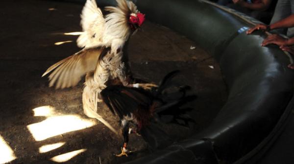 68 de persoane au fost arestate pentru ca participau la lupte de cocosi