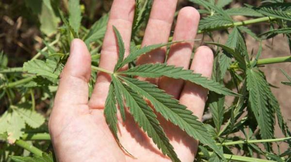 germania un barbat a fost arestat dupa ce a vrut sa plateasca o cursa cu taxiul cu canabis