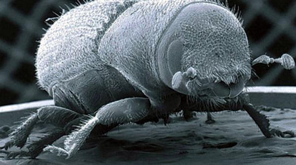 peste 40 de persoane au ajuns la spital in week end cu intepaturi de capuse la arad si sibiu