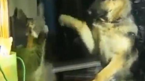 video meci de box intre o pisica si un caine cine va castiga