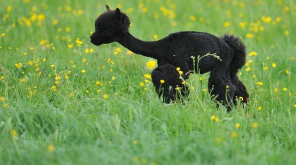galerie foto cu vigonia la coafor tunsoarea de primavara a unei turme din austria s a facut cu stil