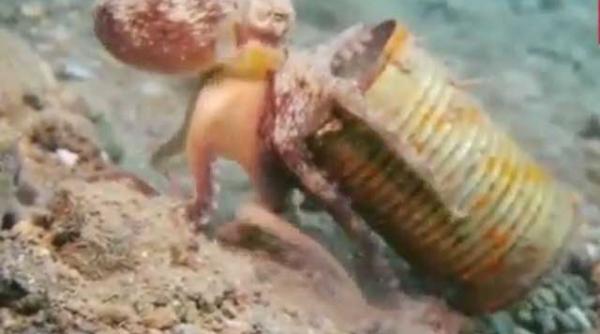 imagini surprinzatoare o caracatita traieste intr o cutie de conserve video