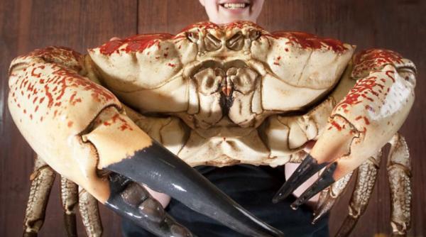 monstrul tasmanian claude crabul gigantic care isi va dubla dimensiunile foto