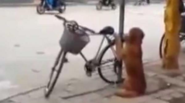 un labrador adora mersul pe bicicleta video