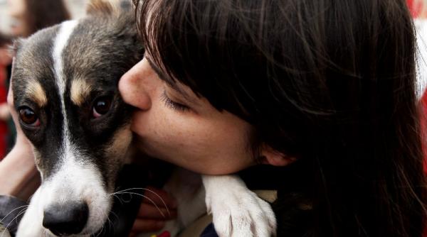 animalele fara stapan din capitala vor fi sterilizate din septembrie de fundatia vier pfoten