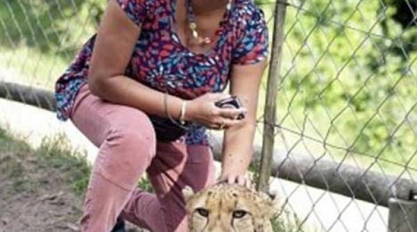 imagini senzationale imperturbabil sotul a continuat sa si fotografieze sotia atacata de un ghepard