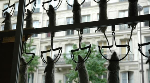 parisul napadit de soareci chiar si palatul elysee face regulat cereri de deratizare