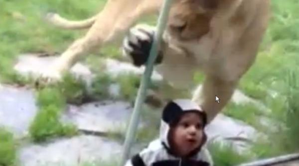 video un leu incearca sa manance un copil