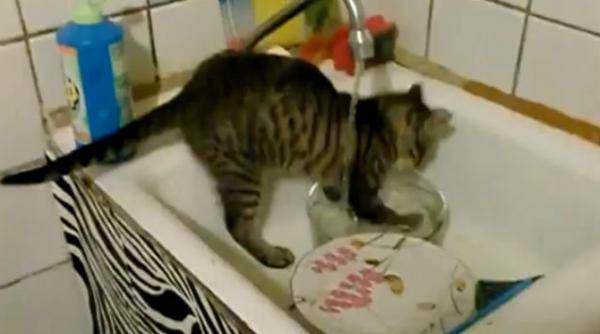 o pisica spala vasele in chiuveta vezi filmuletul care a amuzat mii de persoane