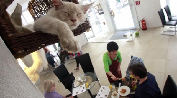 8 mai 2012 imaginile zilei