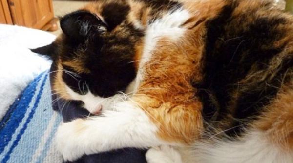 un britanic s a sinucis la cateva zile dupa moartea pisicii sale video