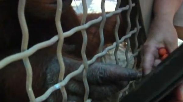 video urangutanii vorbesc cu oamenii prin intermediul ipad urilor