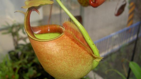 simbioza inedita o planta carnivora si o specie de furnici se hranesc reciproc