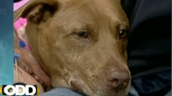 un pitbull a fost calcat de tren dupa ce si a salvat stapana tragand o dintre sine video